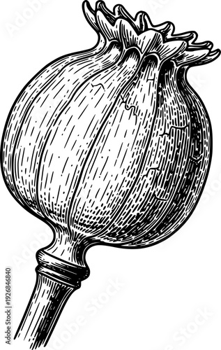 A stylized black and white engraving of a dry poppy seed pod with a textured surface and prominent stem is suitable for botanical publications, herbal medicine resources,