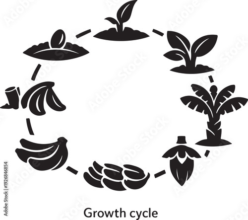 Silhouette of banana plant growth cycle stages of development from seed to fruit