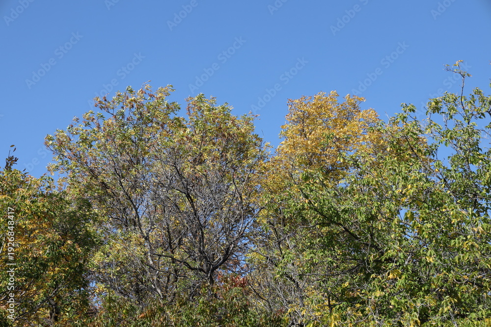 Fototapeta premium golden yellow leaves, barren branches high overhead against clear deep blue autumn sky (landscape)
