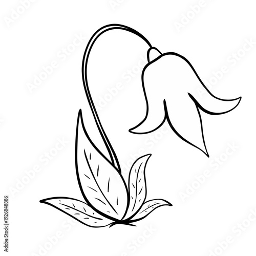 hand drawn vector illustration of bellflower