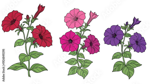 Illustration of three petunia plants. The left has bold red flowers, the center features pink blooms, and the right shows dark purple flowers, all with green leaves.