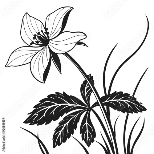 фотографія black and white trillium flower