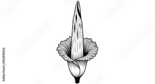 Detailed illustration of a blooming Amorphophallus titanum, a rare plant.