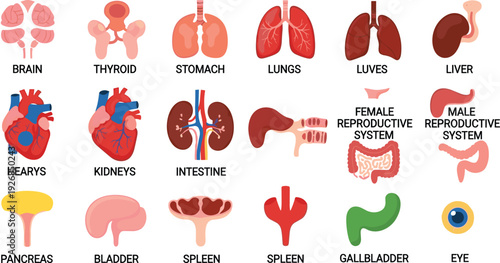 Human Internal Organs Vector Set with Brain, Heart, Lungs, Liver, Kidneys, Digestive and Reproductive System Medical Illustration Collection