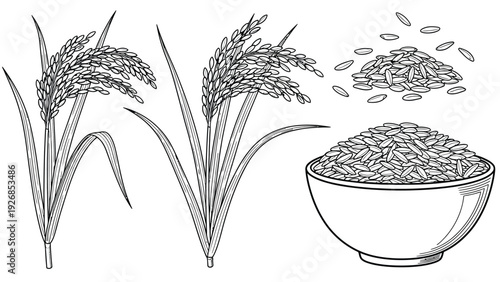 Illustration of two rice plants with detailed grains on stalks beside a bowl of rice. Floating grains suggest abundance; line art style, orderly arrangement.