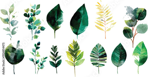 Various tropical leaves on white background green leaves isolated on a transparent background .A vibrant grapevine branch showcasing the fresh, new growth of spring, with bright green leaves and del
 