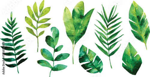 Various tropical leaves on white background green leaves isolated on a transparent background .A vibrant grapevine branch showcasing the fresh, new growth of spring, with bright green leaves and del
 