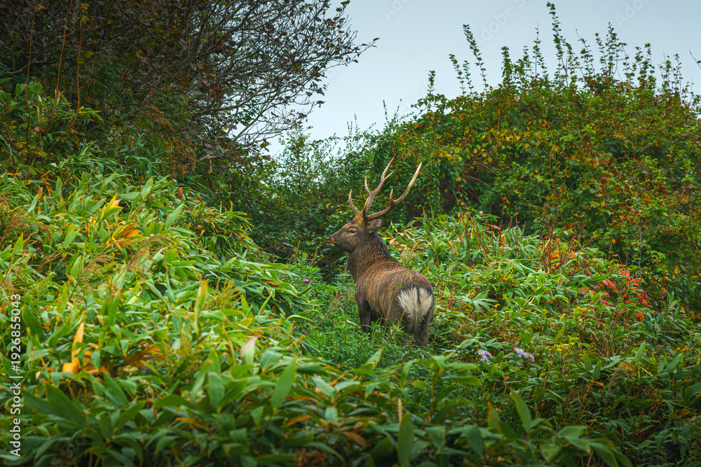 Obraz premium Muroran, Hokkaido, Japan - Oct 04 2024, panoramic view of a forest deer with antlers standing in dense thickets and looking into the frame, at daytime, Muroran, Japan