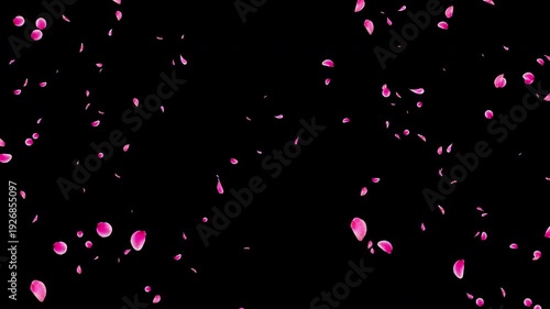Pink Flower Petal Explosion Video Background with Alpha Channel, Realistic Ume Plum Blossom Burst Animation Stock Video Overlay, Romantic Spring Wedding Celebration, 4K ProRes 4444