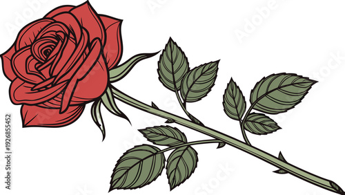 red rose on white background