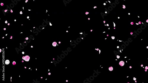White and Pink Flower Petal Explosion Video Background with Alpha Channel, Realistic Ume Plum Blossom Burst Animation Stock Video Overlay, Spring Wedding Celebration Japanese Style, 4K ProRes 4444