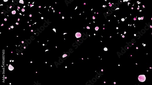 White and Pink Flower Petals Burst from Bottom Center Video Background with Alpha Channel, Realistic Ume Plum Blossom Explosion Animation Stock Video Overlay, Spring Wedding Celebration, 4K ProRes 444