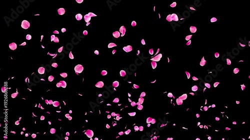 Pink Flower Petals Rising from Bottom Video Background with Alpha Channel, Realistic Ume Plum Blossom Animation Stock Video Overlay, Romantic Spring Wedding Celebration, 4K ProRes 4444
