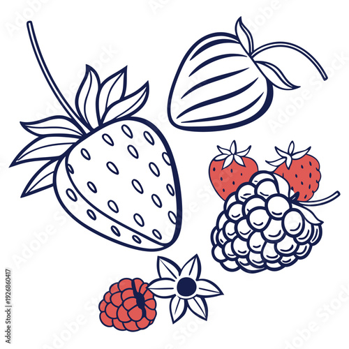 mixed berries vector