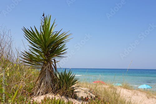 Travel summer background with green palm and turquoise water.