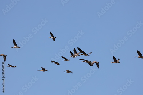 Foto large flock Canada geese in flight high overhead against clear deep blue autumn