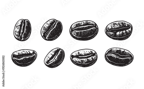 Various coffee beans illustrated in black and white on a white background
