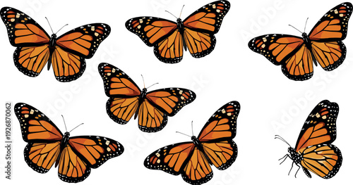Monarch Butterfly Collection with Different Flying Poses Detailed Orange and Black Wings Vector Illustration Set
