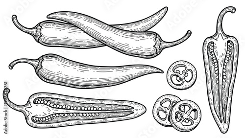 Illustrated chili peppers: three whole, one sliced lengthwise, revealing seeds, and four circular slices. Simple, vintage-style line drawing.