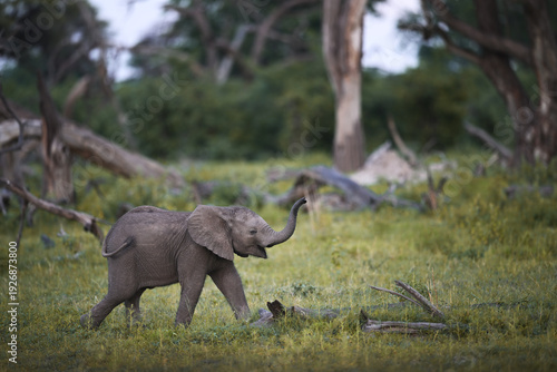 Playful African Elephant Calf Walking with Raised Trunk in Savanna Woodland