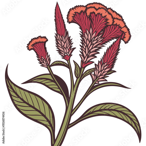 celosia cristata with leaves