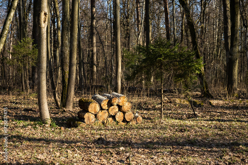 Wallpaper Mural Firewood forest stack. The sawn logs are lying on top of each other. Sanitary deforestation. Caring for and protecting the environment. Timber for construction. Authentic forest spring landscape. Torontodigital.ca