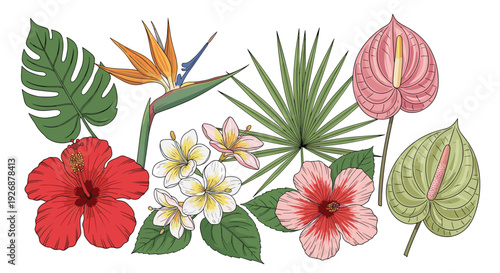 Collection of beautiful tropical flowers and leaves including hibiscus frangipani and bird of paradise for botanical designs.