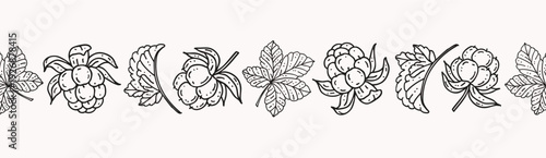 Cloudberry botanical border with hand drawn berries and leaves in black and white line art, seamless horizontal vector divider on light background, perfect for nordic packaging, label, menu, fabric 
