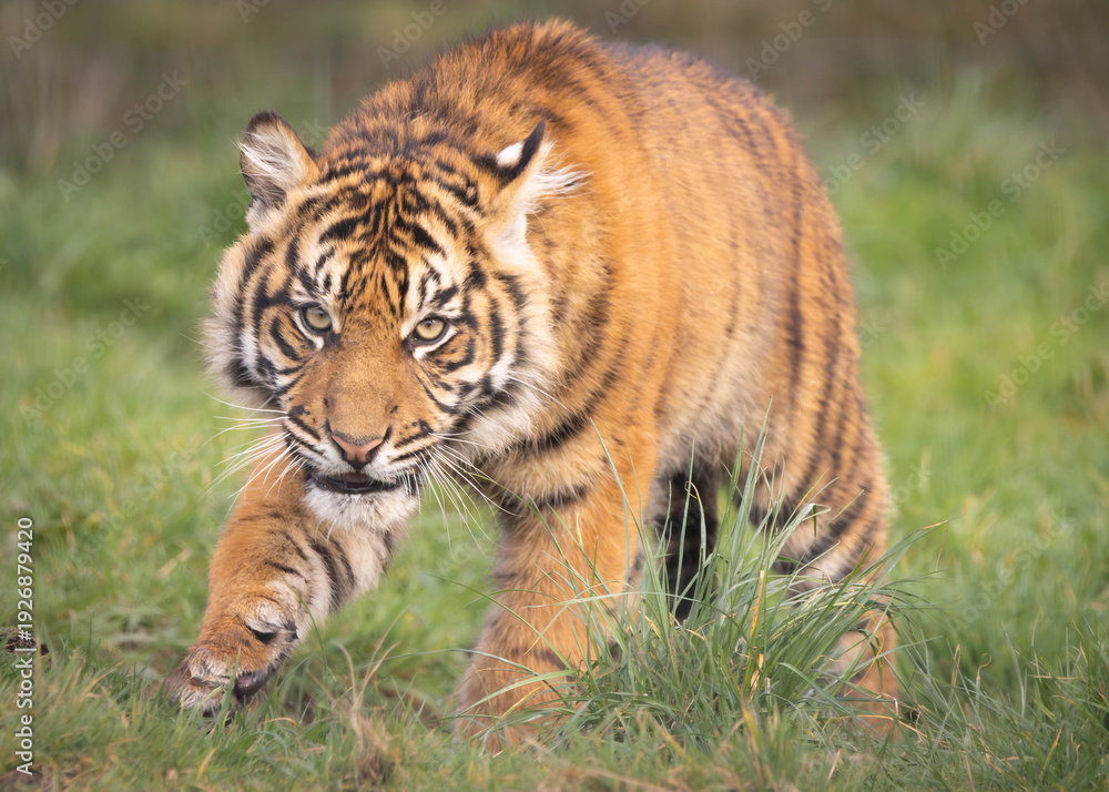 Fototapeta premium A young Sumatran tiger