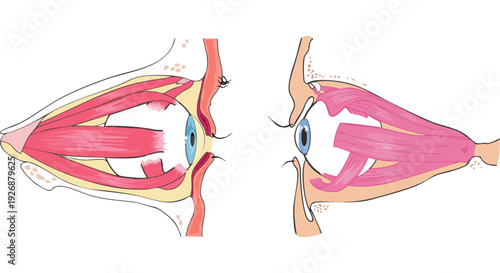 Detailed anatomical illustration depicting the musculature and structures of the human eye from a lateral perspective, showcasing ocular muscles and eyelid attachments