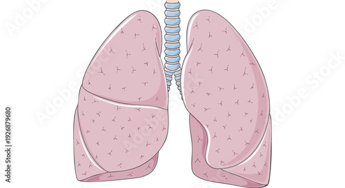 Illustration of the human respiratory system, lungs and trachea, medical or educational graphic