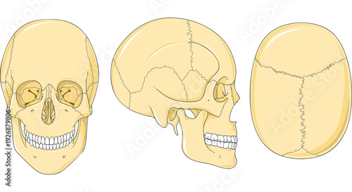 Human Skull Anatomy Anterior, Lateral, and Superior Views of the Cranium and Mandible