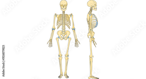 Anatomical illustration of the human skeletal system, showing full body front and side views with joints highlighted, ideal for medical education, biology, and health science