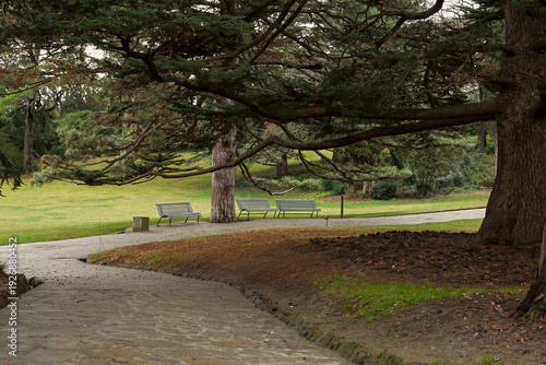 Wallpaper Mural A path in a pine forest. Sunny autumn day in the forest. An empty path without people. Horizontal composition, slender trunks, fallen brown needles. Natural background, hiking concept, ecotourism Torontodigital.ca