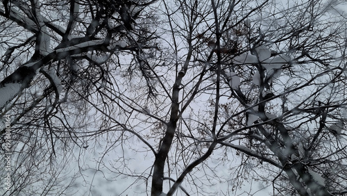 Snow on the car window, snowflakes on the car glass.
Trees in the snow. Winter landscape. Snow covered trees. Selective focus
