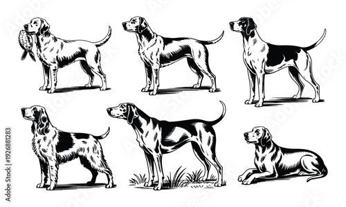 Vintage illustration of six hunting dogs in various poses, one holding a bird.