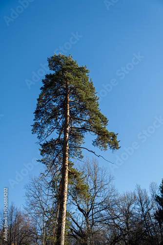 Pine trees blue sky view from below. Bright natural eco-friendly background. Crowns of trees against the sky. The concept of sustainability, nature protection, the environment. Sunny day in the forest