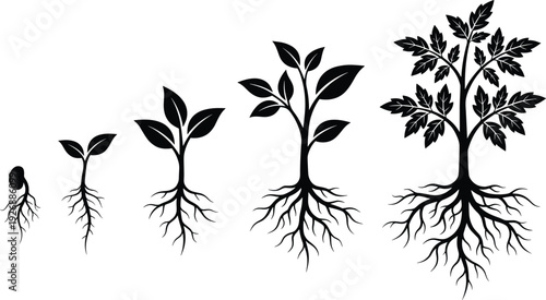 Plant growth stages from seed to mature tree with detailed root system black silhouette vector illustration isolated on white background