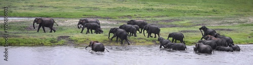 African Elephant Herd Emerging from River – Panoramic Wildlife Scene in the Savanna