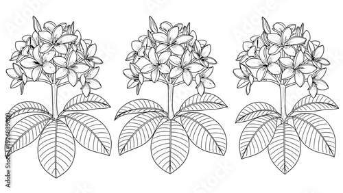 Drawing of three identical flowers, each with dense clusters of small petals and broad, oval leaves. The black and white design conveys simplicity and elegance.
