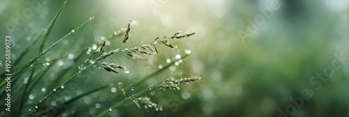 Panel kuchenny z motywem Grass seedheads with morning dewdrops in bokeh meadow