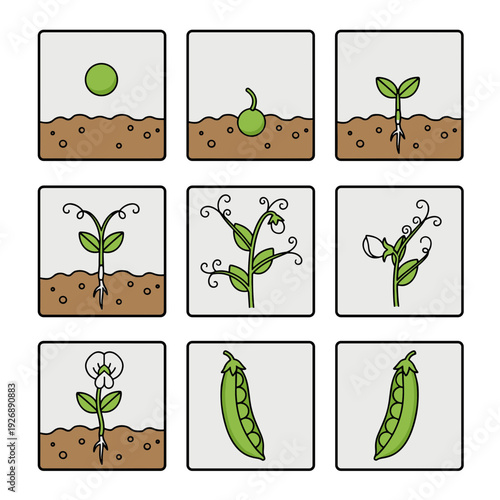 Green Pea Plant Growth Cycle Stages from Seed Germination to Pod Harvest Vector Illustration for Agricultural Education and Gardening Concept