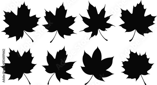 Eight black maple leaves arranged in two rows on a white background