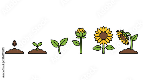 Growth cycle of a sunflower from seed to sprout leaf bud and blooming flower ending with wilting plant isolated on white background