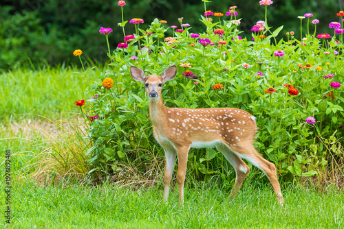 01982-06203 White-tailed Deer (Odocoileus virginianus) fawn near zinnia garden Marion Co. IL