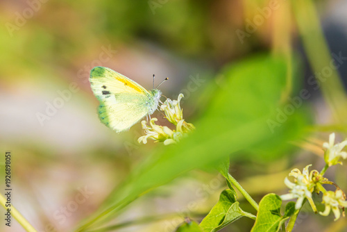 Fotografía 03109-00109 Dainty Sulphur (Nathalis iole) Alexander Co. IL