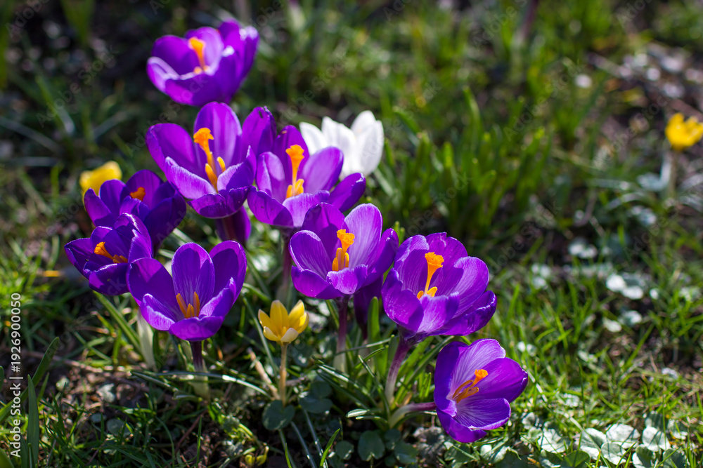 custom made wallpaper toronto digitalcrocus flowers in the garden - spring flowers