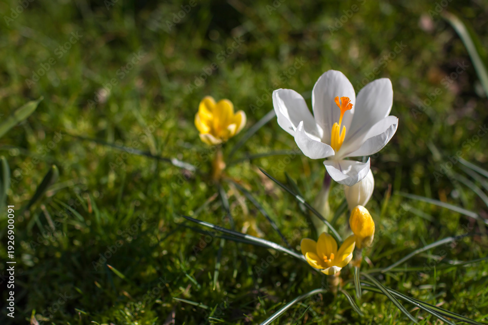 custom made wallpaper toronto digitalcrocus flowers in the garden - spring flowers