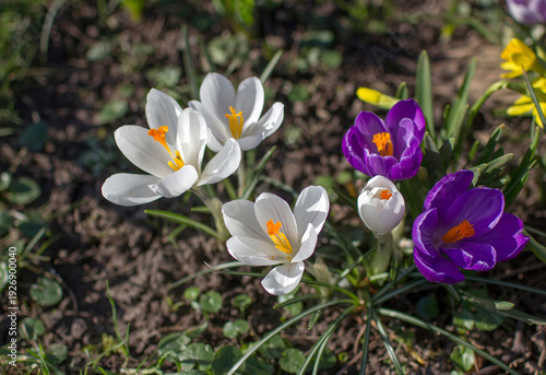Wallpaper Mural crocus flowers in the garden -  spring flowers Torontodigital.ca