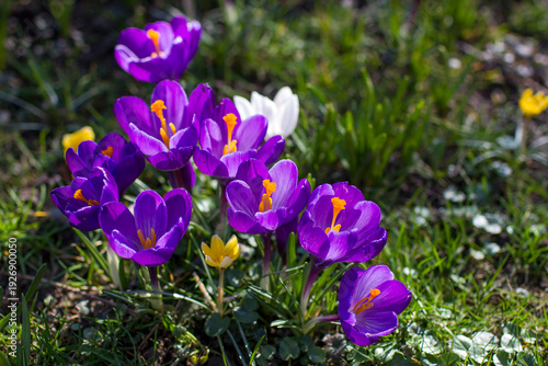 Wallpaper Mural crocus flowers in the garden -  spring flowers Torontodigital.ca